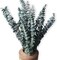 10 Pcs Dried Eucalyptus Shower Bundle – 17" Real Eucalyptus Stems with Lavender for Home Spa, Wedding, and Farmhouse Decor